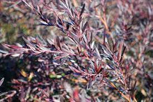 Load image into Gallery viewer, LEPTOSPERMUM OBOVATUM STARRY NIGHT 14CM POT
