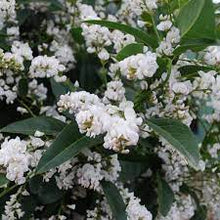 Load image into Gallery viewer, HARDENBERGIA ALBA WHITE WASH 14CM POT
