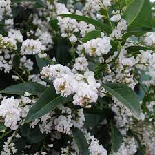 HARDENBERGIA ALBA WHITE WASH 14CM POT