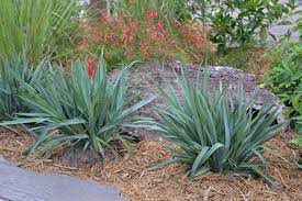 DIANELLA CASSA BLUE 14CM POT