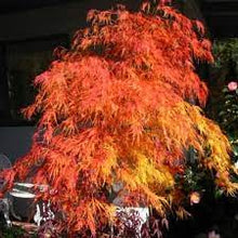 Load image into Gallery viewer, WEEPING MAPLE VIRIDIS 60CM POT
