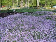 Load image into Gallery viewer, ALPINE PHLOX EMERALD CUSHION 14CM POT
