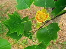 Load image into Gallery viewer, LIRIODENDRON TULIP TREE 25CM POT
