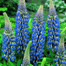 LUPIN THE GOVERNOR 14CM POT