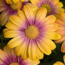 Load image into Gallery viewer, OSTEOSPERMUM BLUSHING BEAUTY 15CM POT
