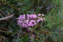 Load image into Gallery viewer, GREVILLEA LILAC TANGLES 25CM POT - ADVANCED
