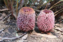 Load image into Gallery viewer, BANKSIA BLECHNIFOLIA PROSTRATE 14CM POT
