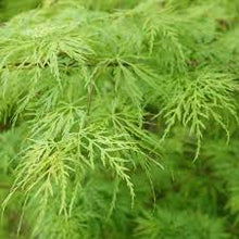 Load image into Gallery viewer, WEEPING MAPLE VIRIDIS 50CM POT
