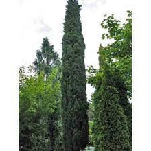 Load image into Gallery viewer, PENCIL PINE - CUPRESSUS SEMPERVIRENS GLAUCA 25CM POT
