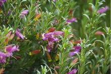Load image into Gallery viewer, EREMOPHILA MACULOSA THUNDERCLOUD 14CM POT
