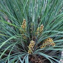 Load image into Gallery viewer, LOMANDRA FROSTY TOP 14CM POT
