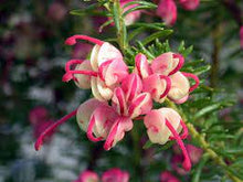 Load image into Gallery viewer, GREVILLEA PINK PIXIE DWF 20CM POT
