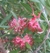 Load image into Gallery viewer, GREVILLEA OLIVACEA RED 140MM POT
