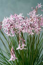 Load image into Gallery viewer, SOCIETY GARLIC - TULBAGHIA FAIRY STAR 14CM POT
