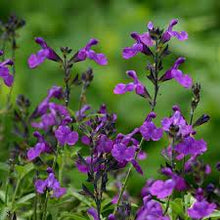 Load image into Gallery viewer, SALVIA ELITE DEEP PURPLE 15CM POT
