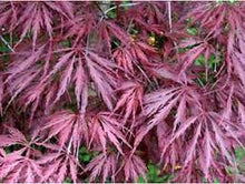 Load image into Gallery viewer, ACER PALMATUM DISSECTUM INABA SHIDARE 33CM POT
