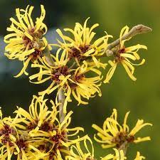 WITCH HAZEL - HAMAMELIS PALLIDA 25CM POT