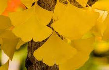 Load image into Gallery viewer, GINKGO BILOBA AUTUMN GOLD 20CM POT
