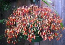 Load image into Gallery viewer, KALANCHOE FREEDOM BELLS 27CM HANGING BASKET
