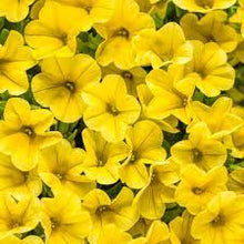 Load image into Gallery viewer, CALIBRACHOA ELITE GOLD 15CM POT
