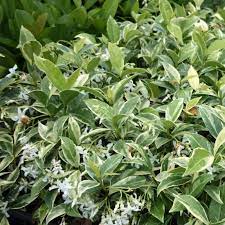 TRACHELOSPERMUM JASMINOIDED VARIEGATED 20CM POT