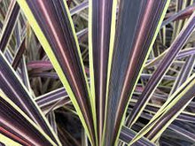 Load image into Gallery viewer, CORDYLINE ELECTRIC FLASH 18CM POT
