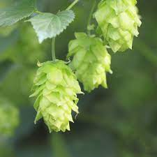 HOPS (BREWERS) - HUMULUS TETTNANGER 20CM POT