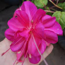 Load image into Gallery viewer, FUCHSIA BELLA HAYLEY 15CM POT
