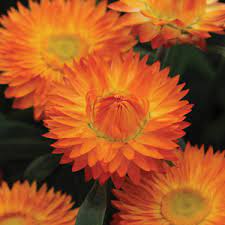 PAPER DAISY - BRACTEANTHA ELITE AMBER 15CM POT