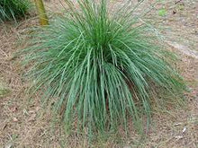 Load image into Gallery viewer, LOMANDRA NYALLA 20CM POT - BIG 40CM TALL PLANTS
