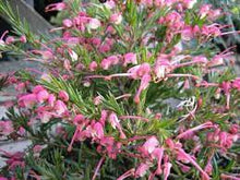 Load image into Gallery viewer, GREVILLEA PINK PIXIE DWF 14CM POT
