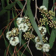 EUCALYPTUS ELATA DRY WHITE 14CM POT