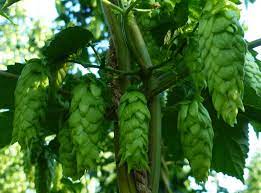 HOPS (BREWING) - HUMULUS RED EARTH 20CM POT