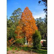 Load image into Gallery viewer, DAWN REDWOOD - METASEQUOIA GLYPTOSTROBOIDES 30CM POT ADVANCED 1.5M
