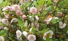 Load image into Gallery viewer, PINK LEATHERWOOD - EUCRYPHIA PINK CLOUD 20CM POT
