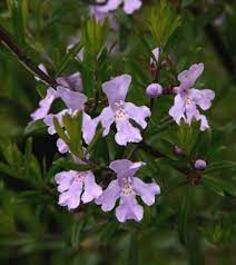 WESTRINGIA VIOLET SKIES 20CM POT