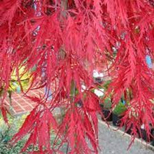 Load image into Gallery viewer, ACER PALMATUM DISSECTUM INABA SHIDARE 33CM POT
