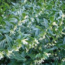 Load image into Gallery viewer, SWEET BOX - SARCOCOCCA CONFUSA 14CM POT
