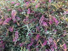 Load image into Gallery viewer, GREVILLEA LILAC TANGLES 25CM POT - ADVANCED
