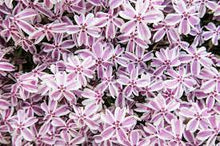 Load image into Gallery viewer, PHLOX CANDY STRIPE PINK WHITE 14CM POT
