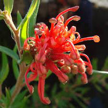 Load image into Gallery viewer, GREVILLEA CHERRY CLUSTER 14CM POT
