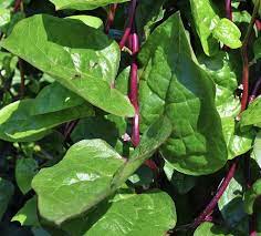 SPINACH CLIMBING RED 9.5CM POT