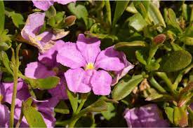 SCAEVOLA PINK PERFECTION 14CM POT