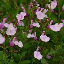 Load image into Gallery viewer, SALVIA ELITE SOFT PINK 15CM POT
