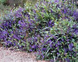 HARDENBERGIA HAPPY WANDERER 14CM POT