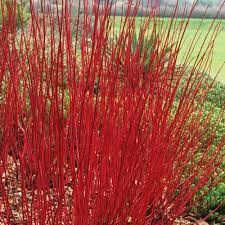 RED STEM DOGWOOD - CORNUS ALBA SIBIRICA 20CM POT 80CM TALL