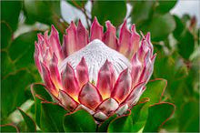 Load image into Gallery viewer, PROTEA KING 14CM POT
