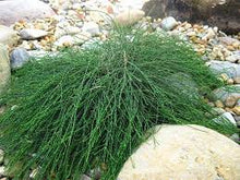 Load image into Gallery viewer, CASUARINA PROSTRATE SHAGPILE 20CM POT
