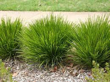 Load image into Gallery viewer, LOMANDRA LITTLE LIME 14CM POT - SMALL PLANTS.
