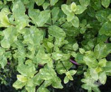 Load image into Gallery viewer, PITTOSPORUM WONDER SCREEN 20CM POT
